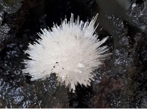 Mùa xuân Bính Ngọ đợi đá… nở hoa!